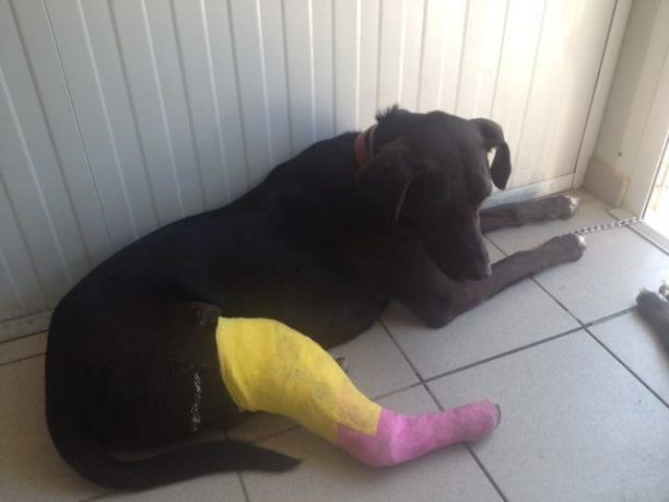 Μυτιλήνη: Τον αθώωσαν αν και πάτησε με μηχανάκι τον σκύλο που ήταν ξαπλωμένος σε πεζόδρομο!